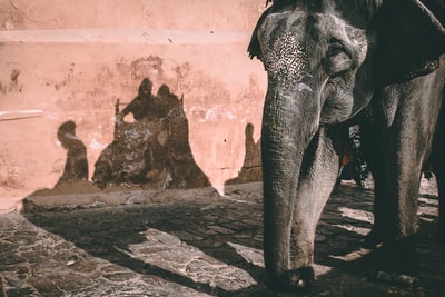 灰色的大象站在棕色的墙上